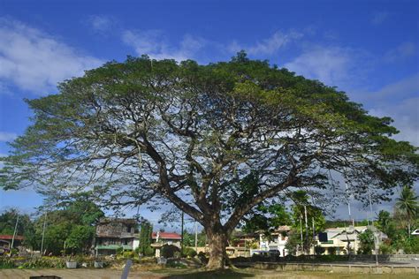 is mahogany native to philippines